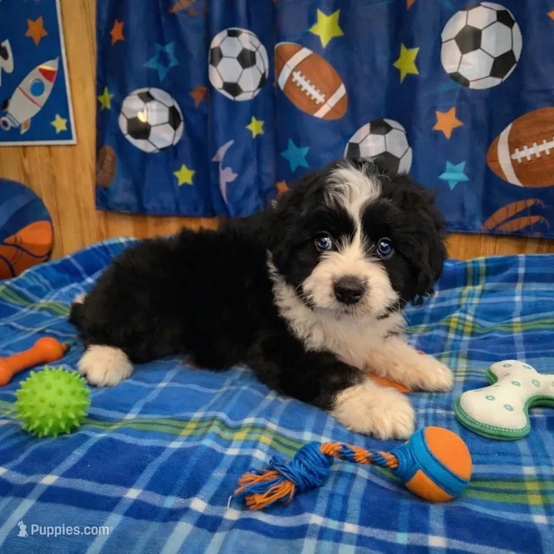 Salty, a male Miniature Aussiedoodle for sale in Jefferson City, TN – Photo 1 of 1