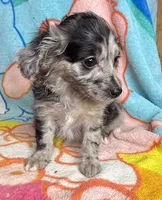 Sterling, a female Poodle - Miniature  and Toy Australian Shepherd for sale in Jefferson City, TN – 4 of 5