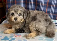 Slate, a male Poodle - Miniature  and Toy Australian Shepherd for sale in Jefferson City, TN – 2 of 5