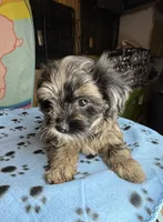 Drifter, a male Shihpoo for sale in Jefferson City, TN – 5 of 5