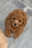 Torrent, a female Poodle - Toy  for sale in Jefferson City, TN – Photo 2 of 2