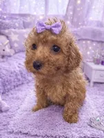Torrent, a female Poodle - Toy  for sale in Jefferson City, TN – Photo 1 of 2