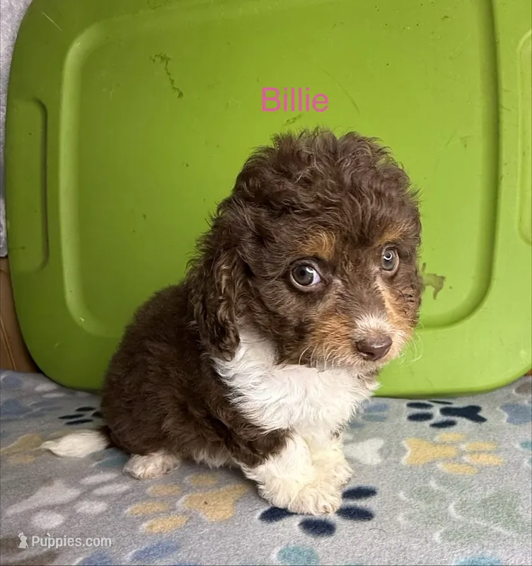 Billie – Aussiedoodle, Poodle - Toy  puppy for sale in Jefferson City, TN
