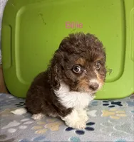 Billie, a female Aussiedoodle and Poodle - Toy  for sale in Jefferson City, TN – 1 of 2