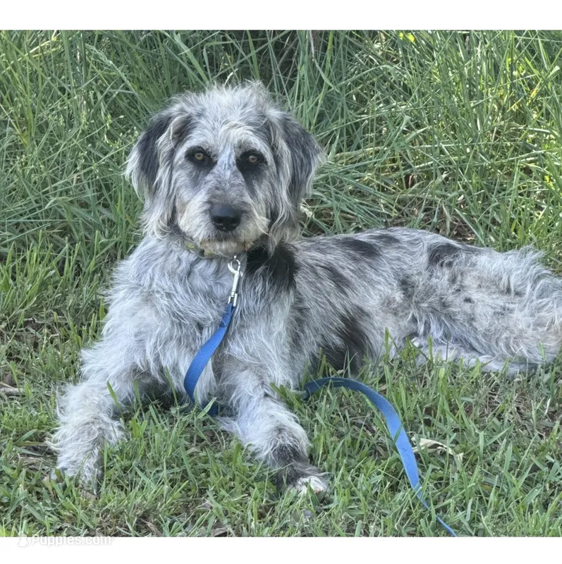 Cutter – Anatolian Shepherd Dog, Poodle - Standard  puppy for sale in Jefferson City, TN