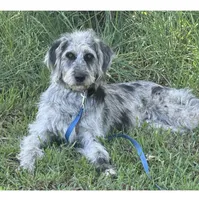 Cutter, a male Anatolian Shepherd Dog and Poodle - Standard  for sale in Jefferson City, TN – 1 of 2