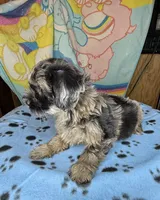 Drifter, a male Shihpoo for sale in Jefferson City, TN – 3 of 5