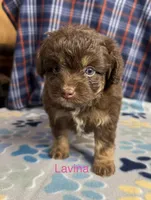 Lavina, a female Aussiedoodle and Poodle - Toy  for sale in Jefferson City, TN – 2 of 2