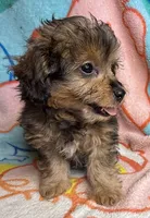 Kinzil, a male Poodle - Miniature  and Toy Australian Shepherd for sale in Jefferson City, TN – 4 of 4