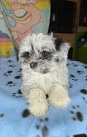 Gypsy, a female Shihpoo for sale in Jefferson City, TN – 4 of 4
