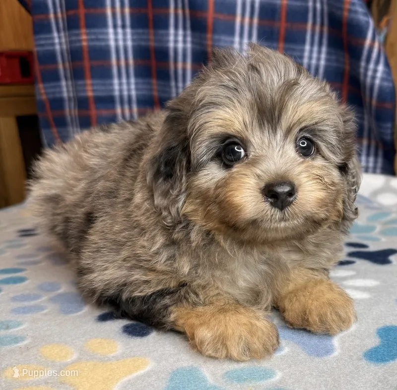 Slate – Poodle - Miniature , Toy Australian Shepherd puppy for sale in Jefferson City, TN