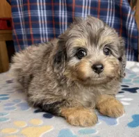Slate, a male Poodle - Miniature  and Toy Australian Shepherd for sale in Jefferson City, TN – 1 of 5