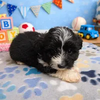 Furlough, a male Aussiedoodle and Toy Australian Shepherd for sale in Jefferson City, TN – Photo 1 of 3