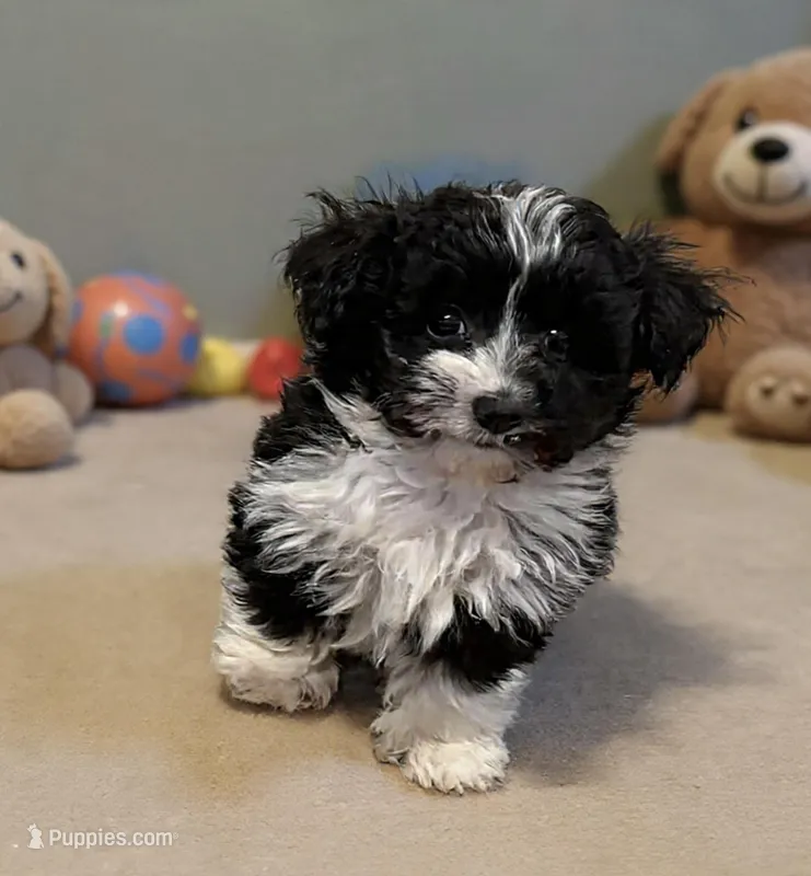 Furlough – Aussiedoodle, Toy Australian Shepherd puppy for sale in Jefferson City, TN