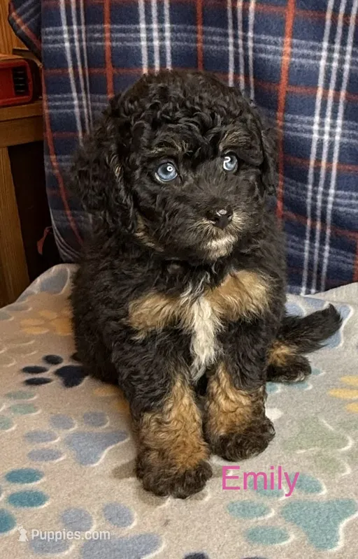 Emily – Poodle - Miniature , Toy Australian Shepherd puppy for sale in Jefferson City, TN