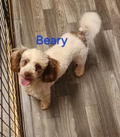 Hailee, a female Poodle - Toy  for sale in Jefferson City, TN – 5 of 5