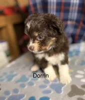 Dorrin, a male Aussiedoodle and Poodle - Toy  for sale in Jefferson City, TN – 3 of 3
