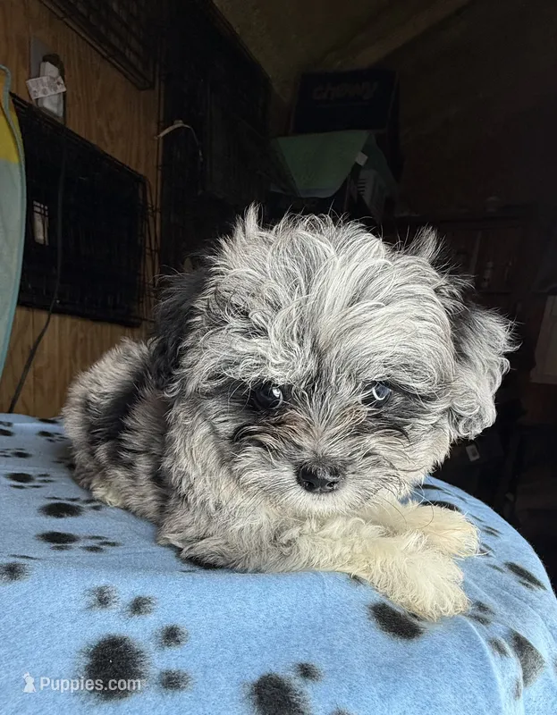 Gypsy – Shihpoo puppy for sale in Jefferson City, TN