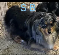 Holiday, a female Aussiedoodle and Toy Australian Shepherd for sale in Jefferson City, TN – Photo 3 of 3