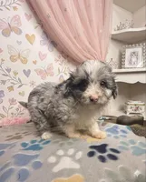 Holiday, a female Aussiedoodle and Toy Australian Shepherd for sale in Jefferson City, TN – Photo 1 of 3