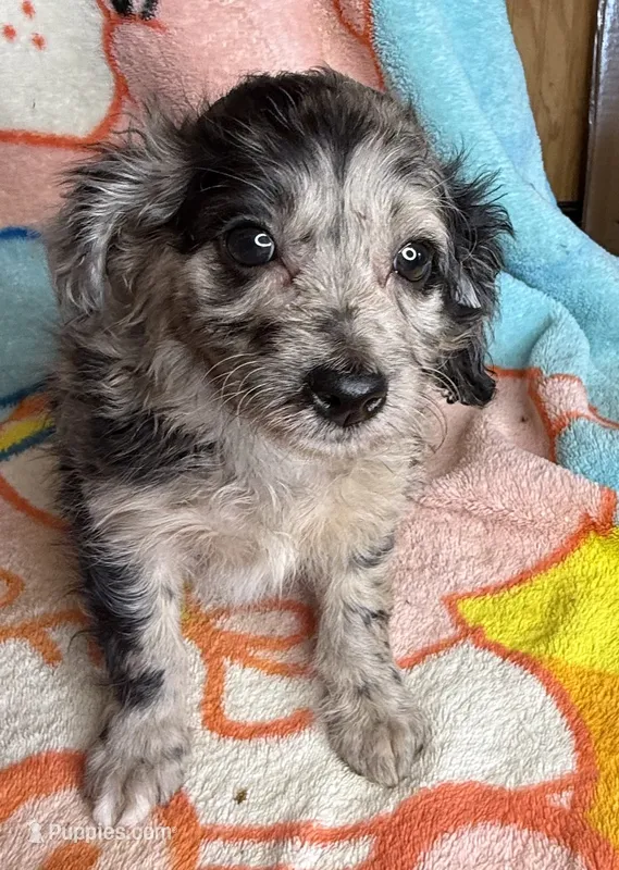 Sterling – Poodle - Miniature , Toy Australian Shepherd puppy for sale in Jefferson City, TN