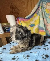 Drifter, a male Shihpoo for sale in Jefferson City, TN – 2 of 5