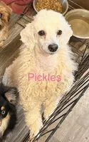 Ash, a male Poodle - Miniature  and Toy Australian Shepherd for sale in Jefferson City, TN – 4 of 5