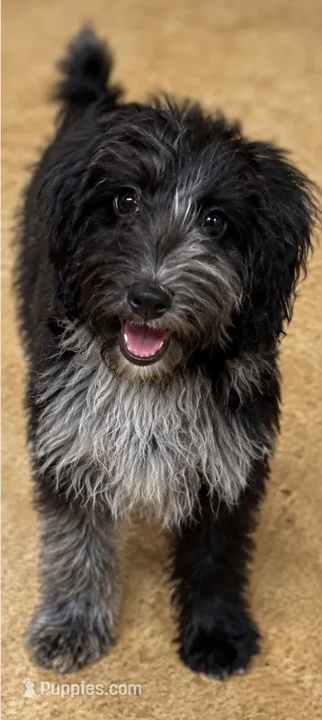Kickback – Aussiedoodle, Toy Australian Shepherd puppy for sale in Jefferson City, TN