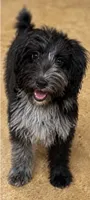 Kickback, a male Aussiedoodle and Toy Australian Shepherd for sale in Jefferson City, TN – 1 of 5