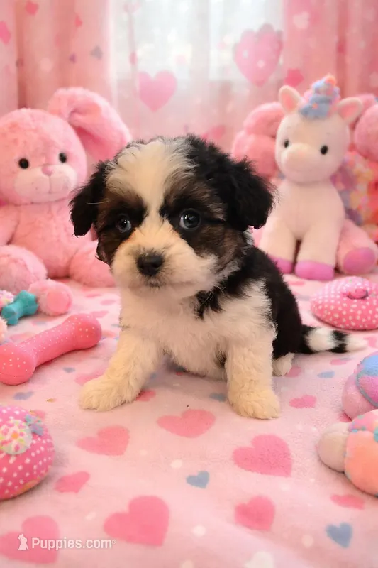 Sundae, a female Toy Australian Shepherd and Miniature Aussiedoodle for sale in Jefferson City, TN – Photo 1 of 1