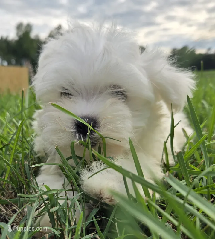 Sugar  – Maltese puppy for sale in Boydton, VA