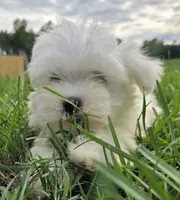 Sugar , a female Maltese for sale in Boydton, VA – 1 of 5