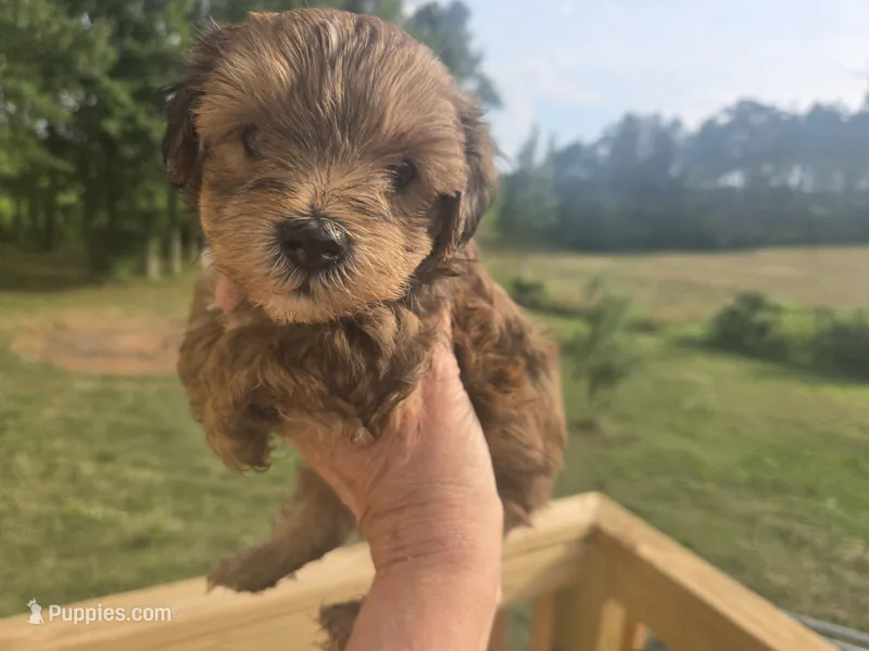 Bob – Yorkipoo puppy for sale in Boydton, VA