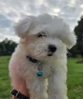 Sugar , a female Maltese for sale in Boydton, VA – 2 of 5