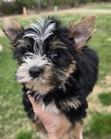 King, a male Yorkshire Terrier for sale in Boydton, VA – Photo 2 of 3