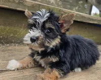 King, a male Yorkshire Terrier for sale in Boydton, VA – Photo 3 of 3
