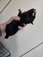 processed/b61062fd-3666-4c70-ab7e-8d21f5ed34ff/listing/0f2b4b6e-8b03-4749-9239-48cb07d80feb/65dba1cc-1d29-4aaf-ad20-becbeb482471