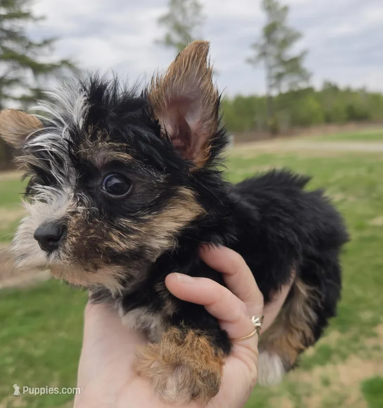 King – Yorkshire Terrier puppy for sale in Boydton, VA