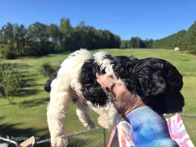 Candys baby – Poodle - Toy  puppy for sale in Boydton, VA
