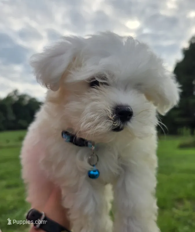 Koda – Maltese puppy for sale in Boydton, VA