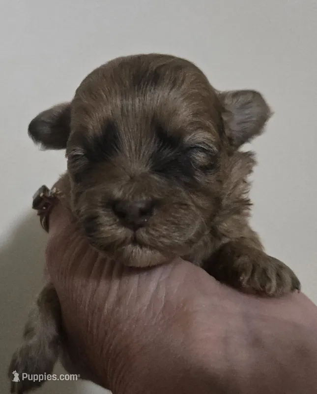 Jerry – Shihpoo puppy for sale in Boydton, VA