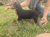 Angel , a female Yorkshire Terrier for sale in Boydton, VA – 3 of 4