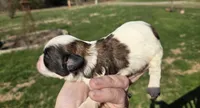 Parti baby , a female Shihpoo for sale in Boydton, VA – Photo 1 of 2