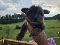Merle chocolate , a male Yorkshire Terrier for sale in Boydton, VA – 4 of 5