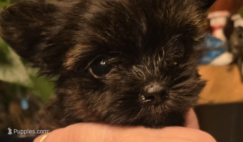 Micro girl  – Yorkshire Terrier puppy for sale in Boydton, VA