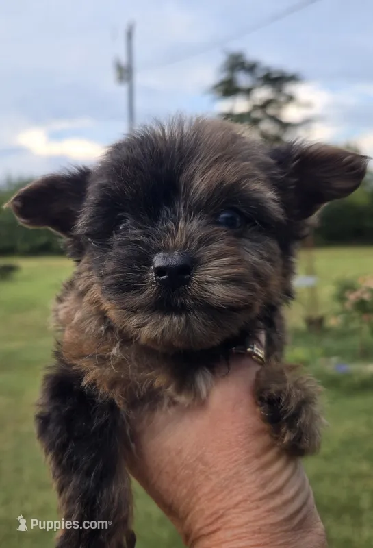 Merle chocolate  – Yorkshire Terrier puppy for sale in Boydton, VA