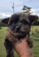 Merle chocolate , a male Yorkshire Terrier for sale in Boydton, VA – 1 of 5