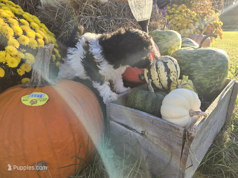 Candys baby – Poodle - Toy  puppy for sale in Boydton, VA