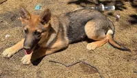 Ruger, a male German Shepherd Dog for sale in Boydton, VA – 2 of 2