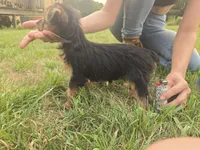 George , a male Yorkshire Terrier for sale in Boydton, VA – 4 of 4